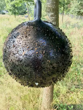 Horse Fly Trap Bal - Afbeelding 2