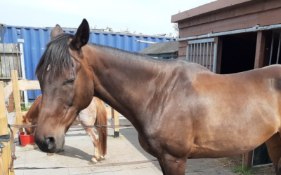 Jenny en haar Engels volbloed, rank of net te mager?