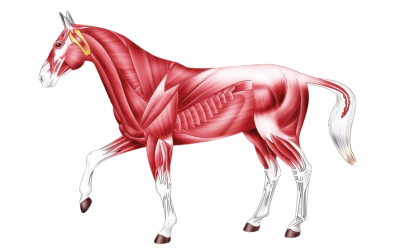 Hoe zorg ik ervoor dat mijn paard goed in zijn bespiering zit?
