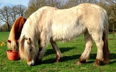 Bij NML health horen we veel klachten over paarden waar PPID bij wordt vermoed of is geconstateerd.