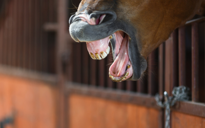 Maag – paard