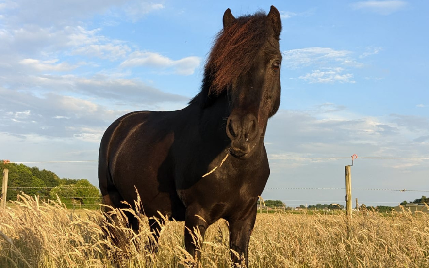 vitaminen mineralen (1)