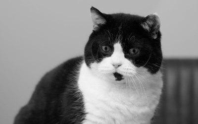 Réni haar ervaring met de Lecher-antenne meting bij haar kat Tabby