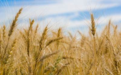 Glutenintolerantie bij paarden