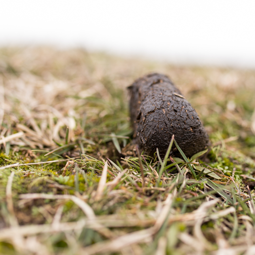 Meting Lecher-antenne | Mestbal