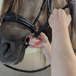 Hoofdstel+Bit aanmeten | Pasconsult