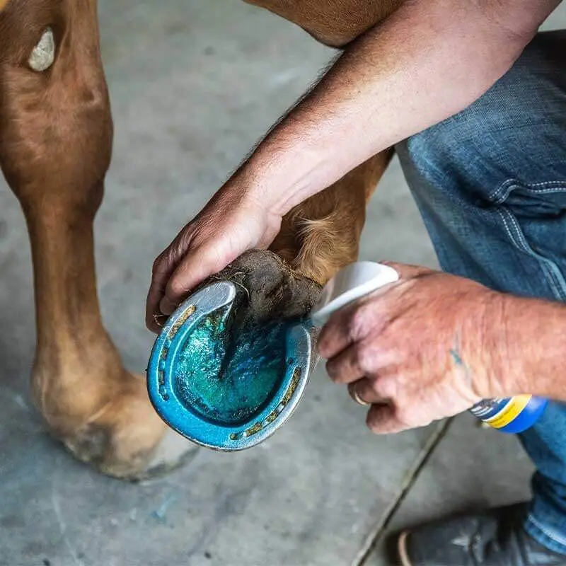 Vetericyn | Hoofcare spray | 250ml - Afbeelding 2
