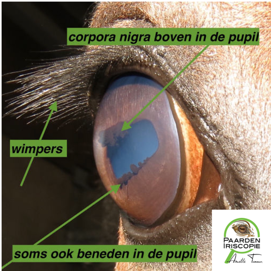 Lezing Paard & Vitaliteit | 14 Mei | Annette Timmer en de bijzondere wereld van het paardenoog