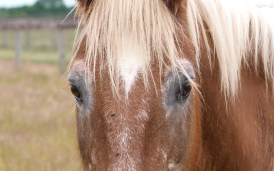 Het belang van een juist rantsoen voor jouw senioren paard