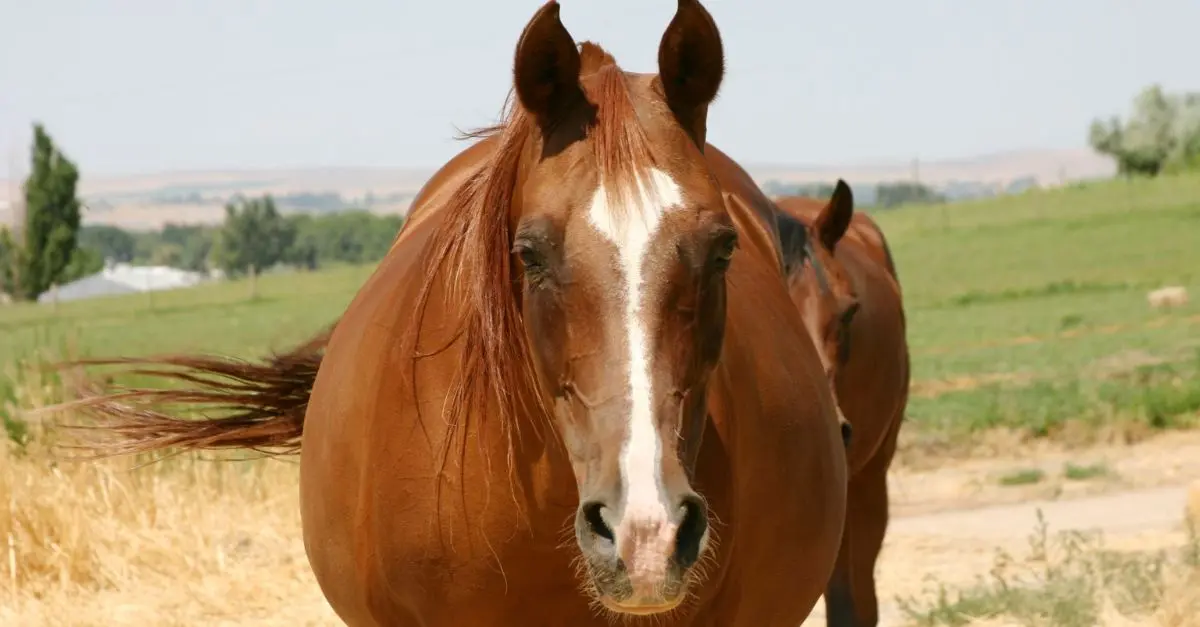 Paard met boole buik door gasvorming