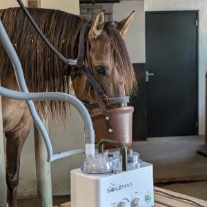 Zout therapie Paard | Paard & Vitaliteit