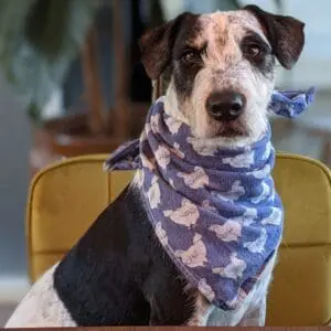 Onafhankelijk voedingsadvies op maat | Hond