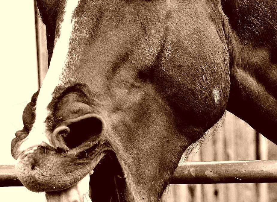 Blog Kelly van Phytonics over Maagzweren bij paarden.