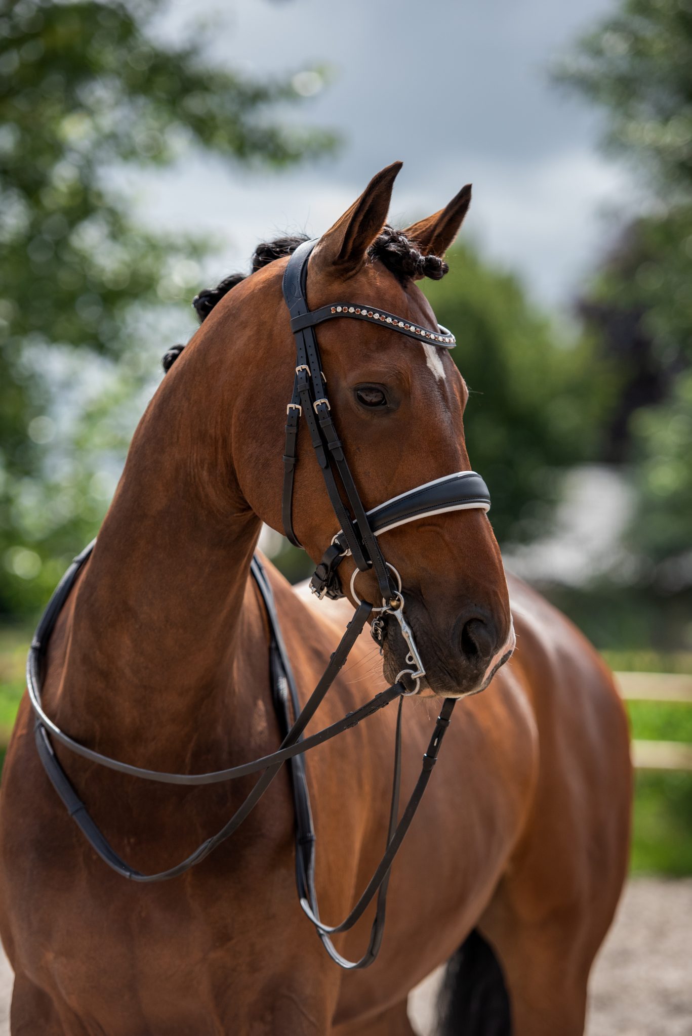 Compleet Bridle2fit hoofdstel en leidsel op een paard Compleet Bridle2fit hoofdstel en leidsel op een paard
