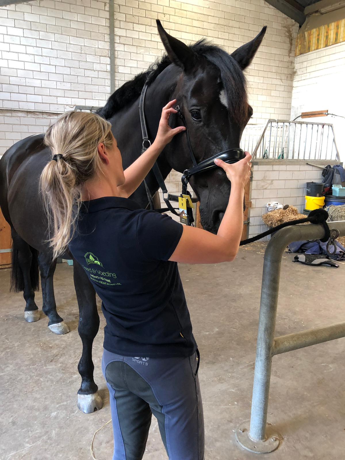Bridle2fit hoofdstel aan meten Bridle2fit hoofdstel aan meten