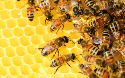 Vetramil de kracht van natuurlijke honing