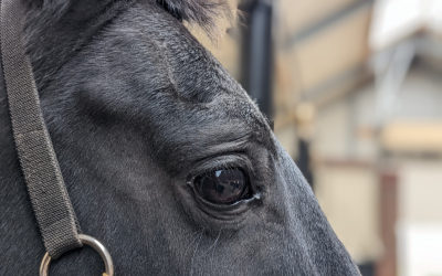 Paard & Voeding ondersteund Stichting Paard Zoekt Baas
