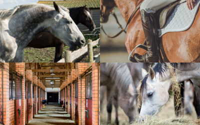 Maagzweren bij je paard; symptomen, oorzaak en behandeling