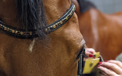 Waarom is het zo belangrijk dat het hoofdstel van jouw paard goed past?