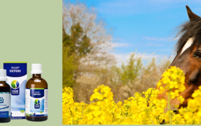 Detoxen, de basis voor gezondheid is een goede weerstand.