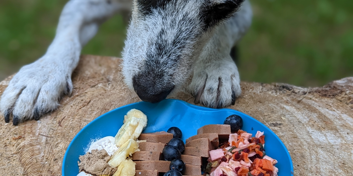 Groenten en fruit voor honden