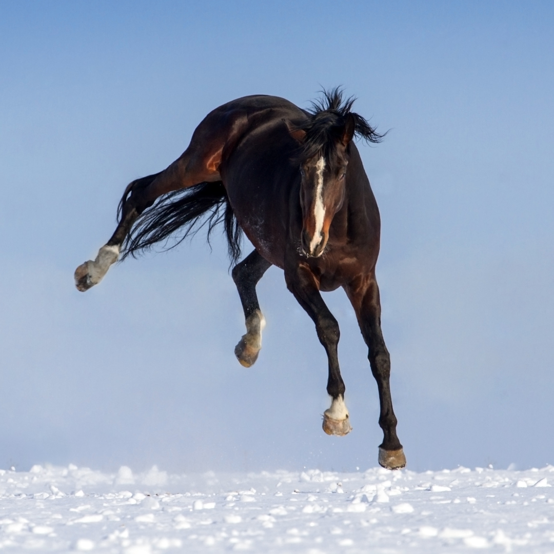 Lezing Paard & Vitaliteit | Hoe komen jij en jouw paard fit en vitaal de wintermaanden door?