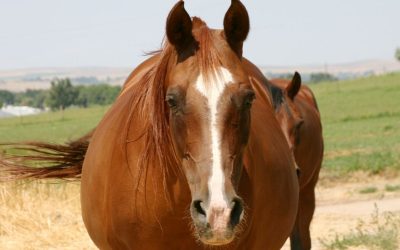 Heeft jouw paard veel last van gasvorming op de weide?