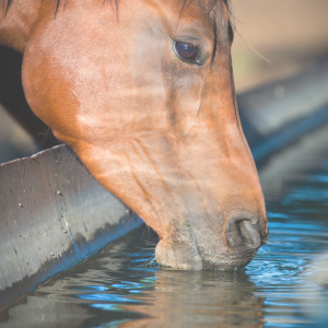 Waterzak