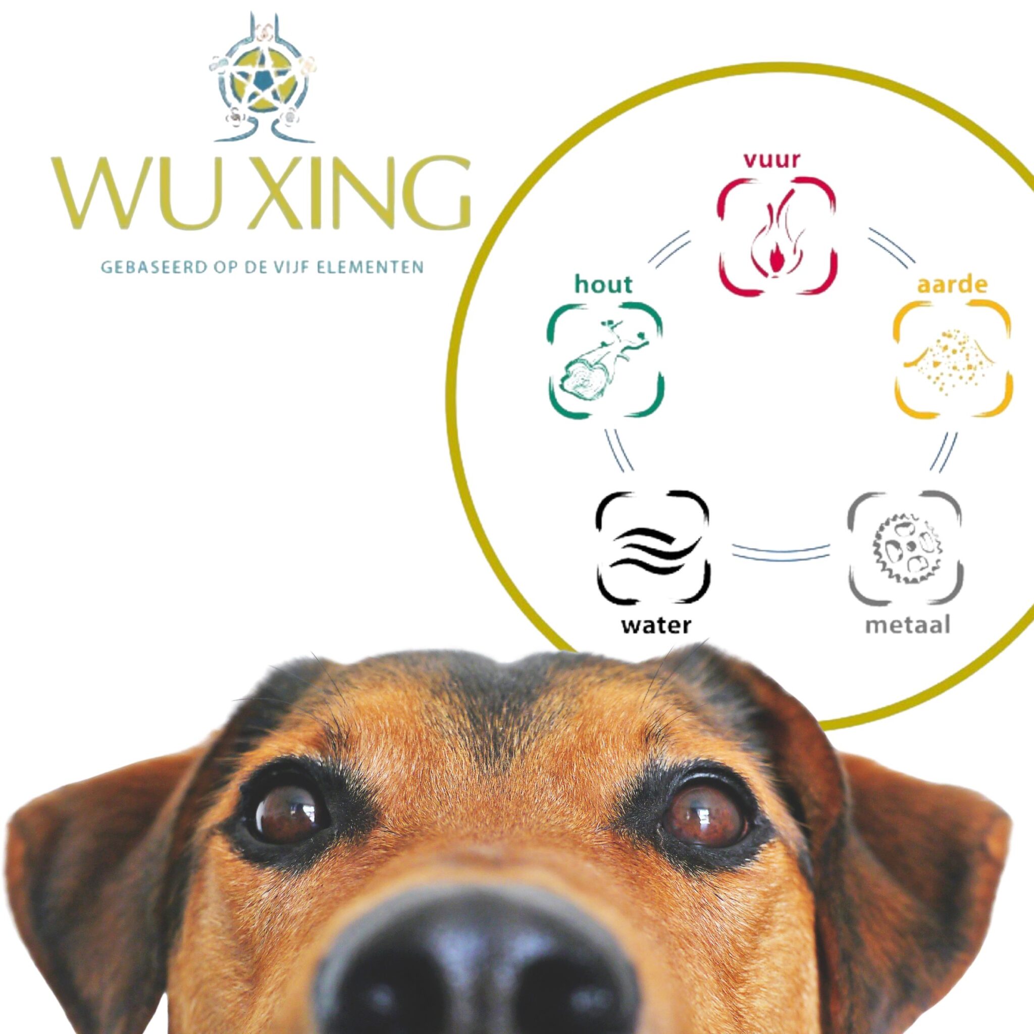 Wu Xing Vijf elementen kruiden | Hond